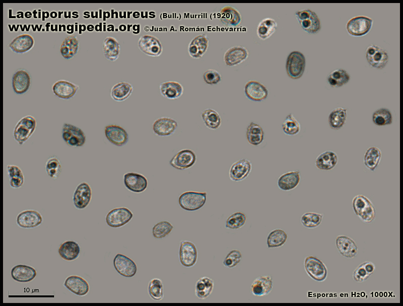 Laetiporus_sulphureus_Esporas_Microscopia_Microscopy.jpg