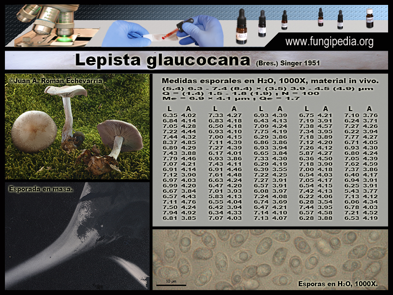 Lepista_glaucocana_Microscopia_Microscopy1.jpg