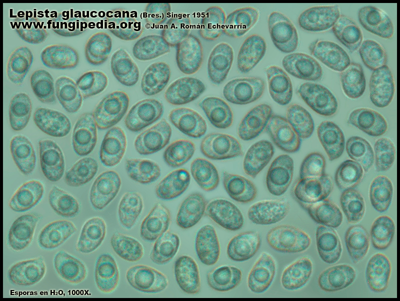 Lepista_glaucocana_Microscopia_Microscopy3-3.jpg