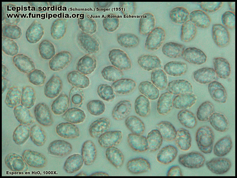 Lepista_sordida_Microscopia_Microscopy3.jpg
