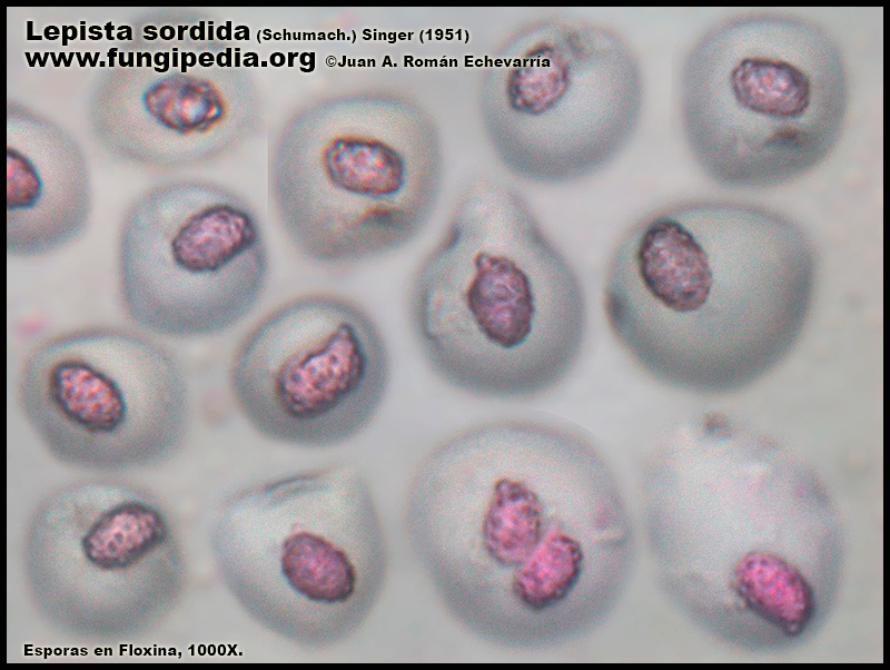 Lepista_sordida_Microscopia_Microscopy4.jpg
