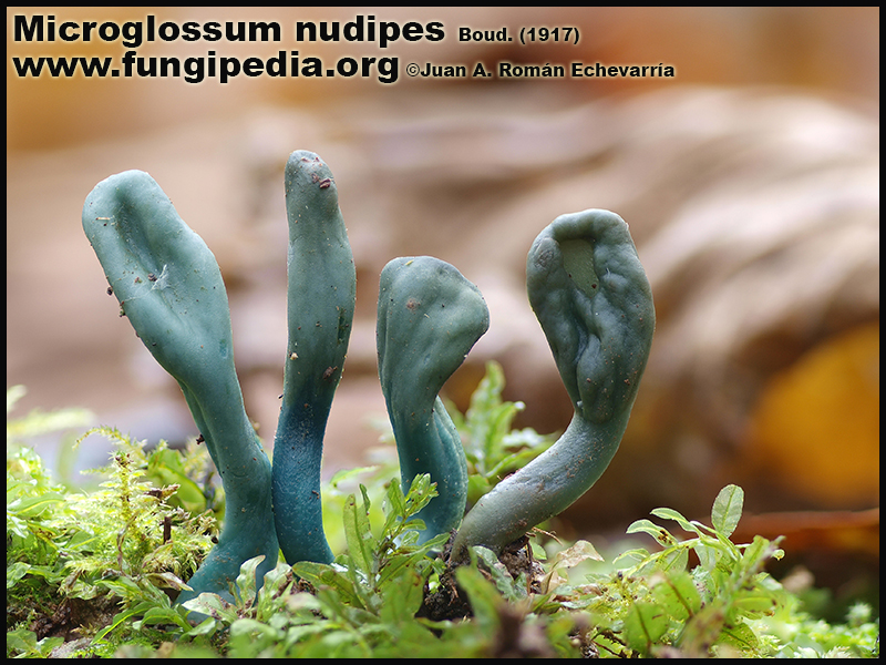 Microglossum_nudipes_Fotografia.jpg