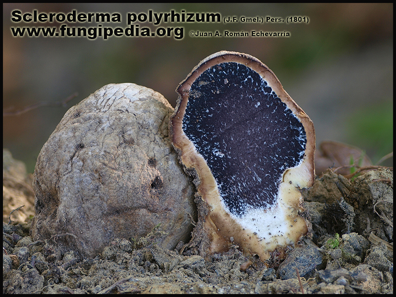 Scleroderma_polyrhizum_Fotografia.jpg