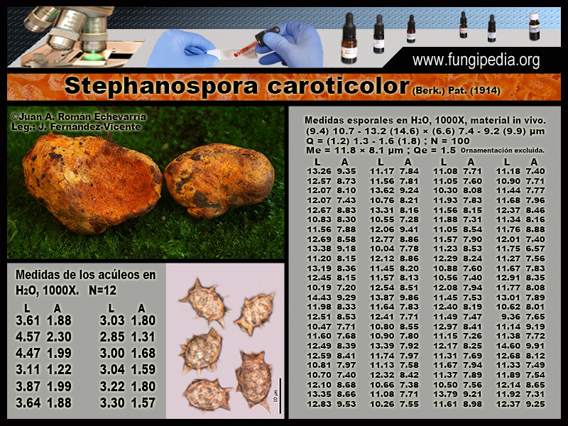 Stephanospora_caroticolor_Microscopy_Microscopia1.jpg