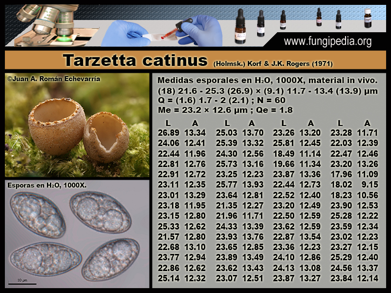 Tarzetta_catinus_Microscopia_Microscopy1.jpg
