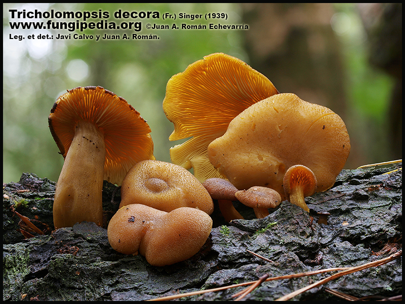 Tricholomopsis_decora_Fotografia_Imagenes.jpg