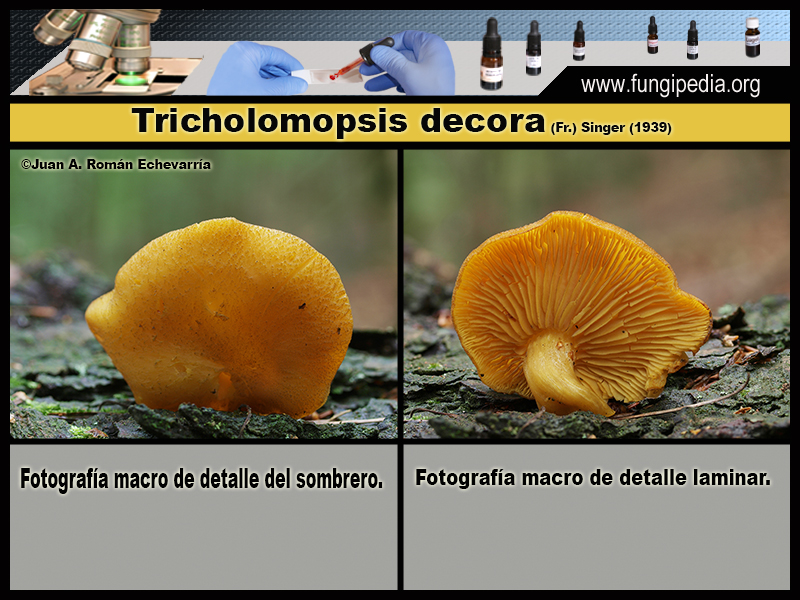 Tricholomopsis_decora_Microscopia0.jpg