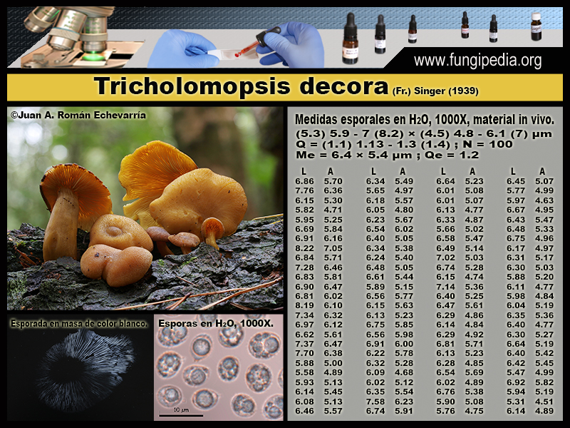 Tricholomopsis_decora_Microscopia1.jpg