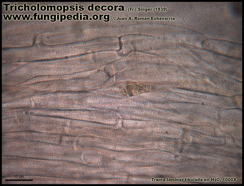 Tricholomopsis_decora_Microscopia4-2.jpg