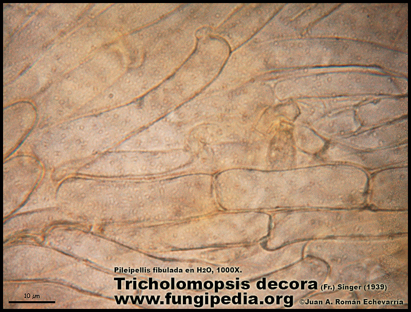 Tricholomopsis_decora_Microscopia4-7.jpg