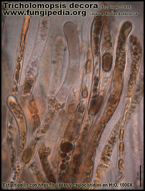 Tricholomopsis_decora_Microscopia5-3.jpg