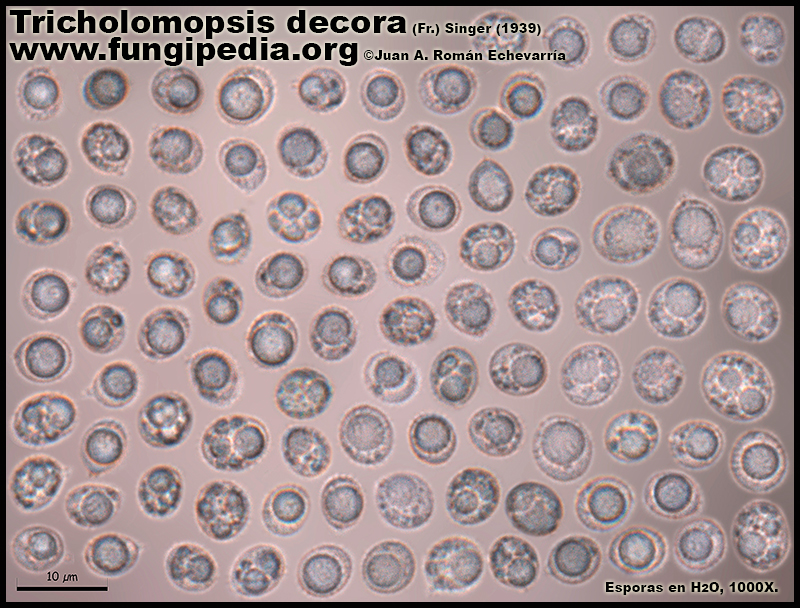 Tricholomopsis_decora_Microscopia5-4.jpg