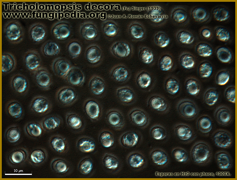 Tricholomopsis_decora_Microscopia5-5.jpg