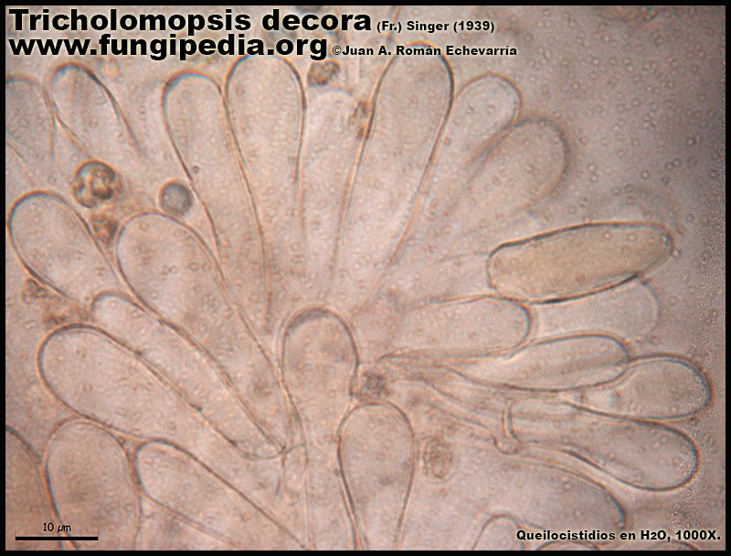 Tricholomopsis_decora_Microscopia7-1.jpg