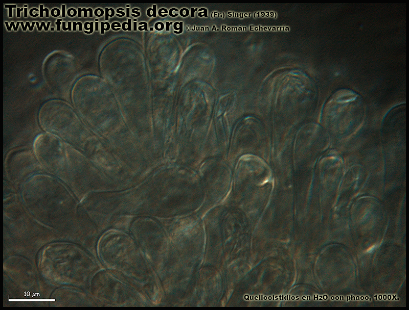 Tricholomopsis_decora_Microscopia7-2.jpg