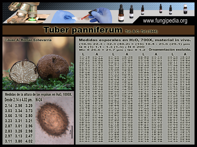 Tuber_panniferum_Microscopia0-4.jpg