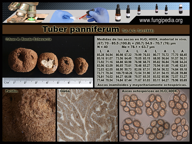 Tuber_panniferum_Microscopia0-5.jpg