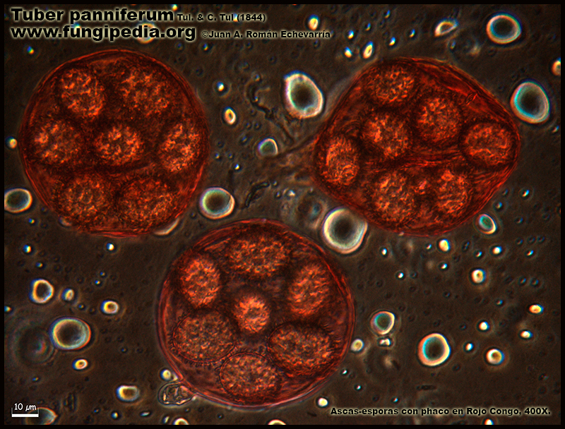 Tuber_panniferum_Microscopia1-8.jpg