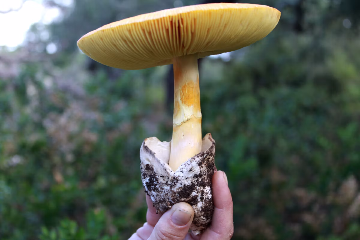 Adjunto