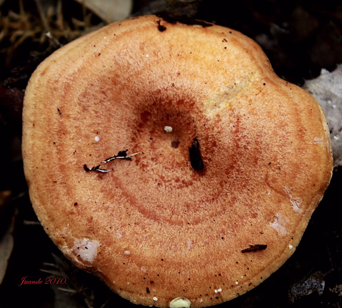 Adjunto