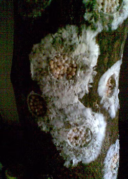 Adjunto