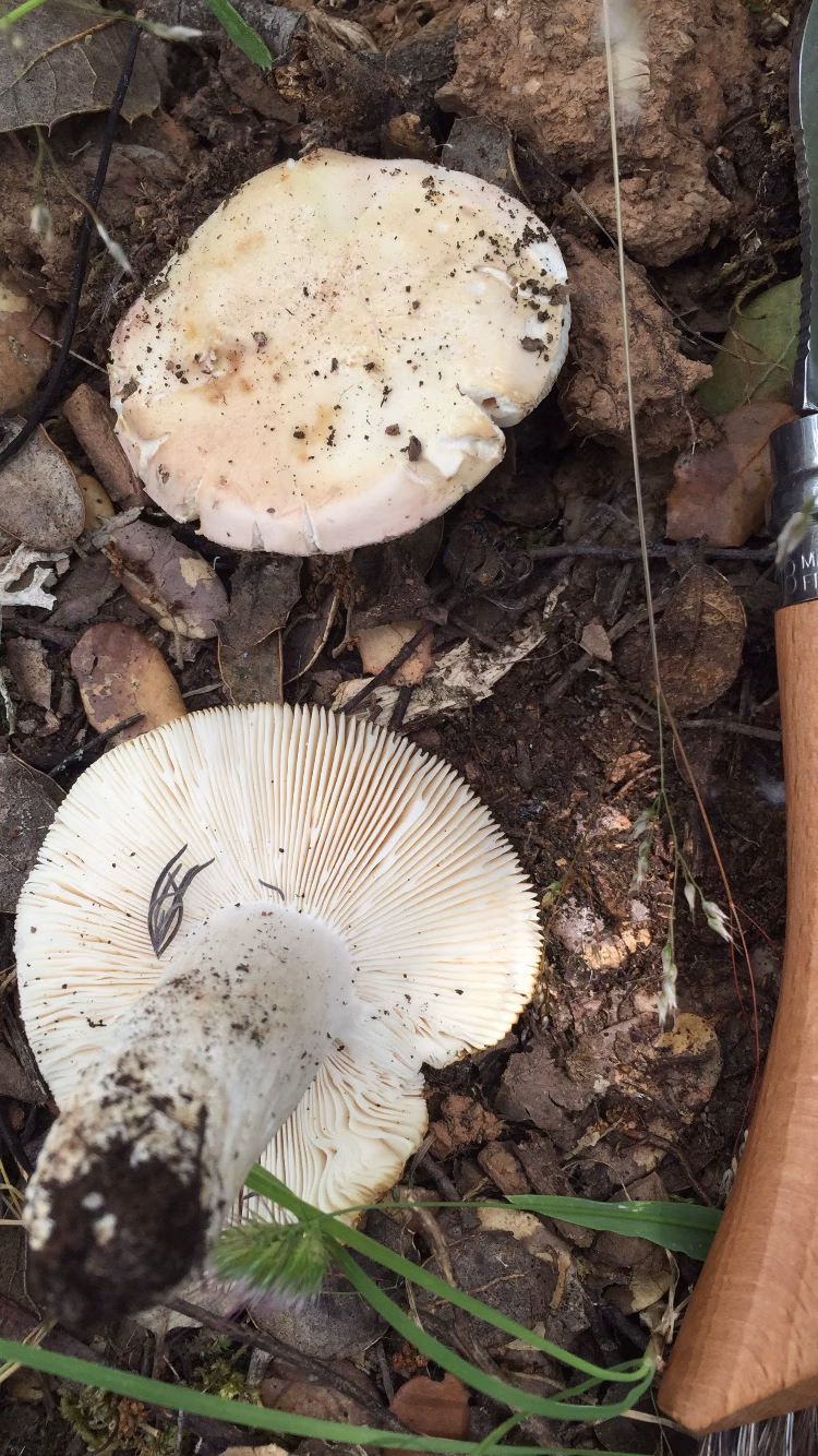 Adjunto