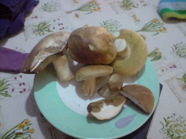 Adjunto