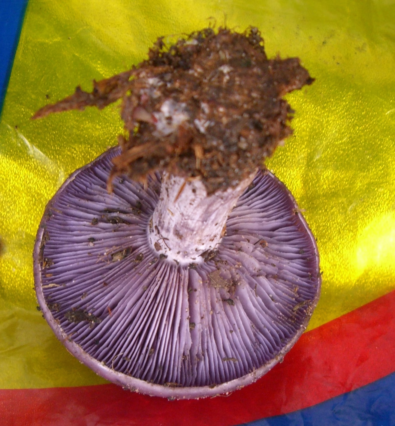 Adjunto