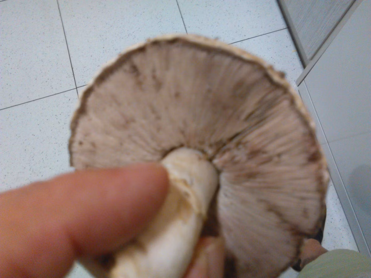 Adjunto