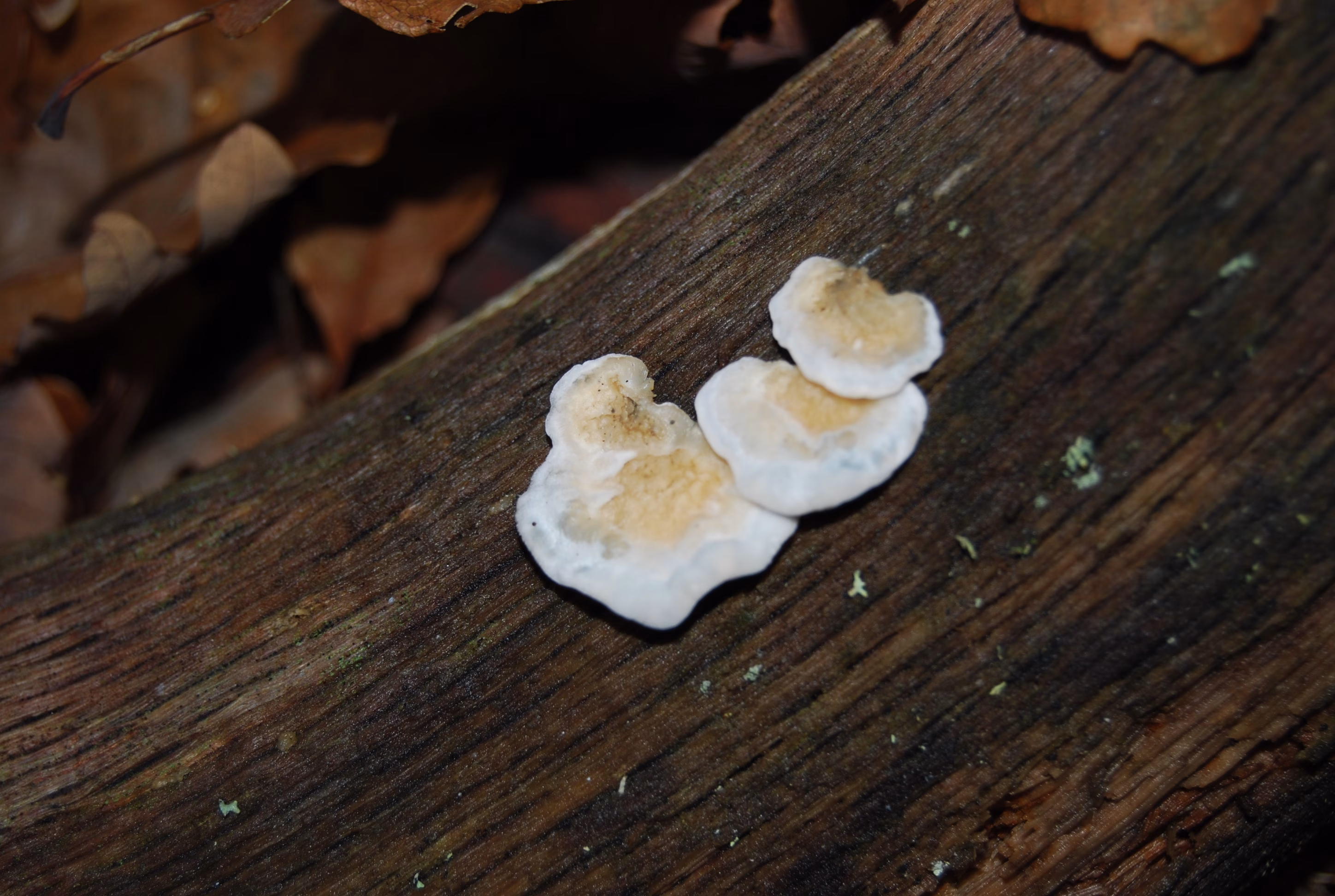 Adjunto