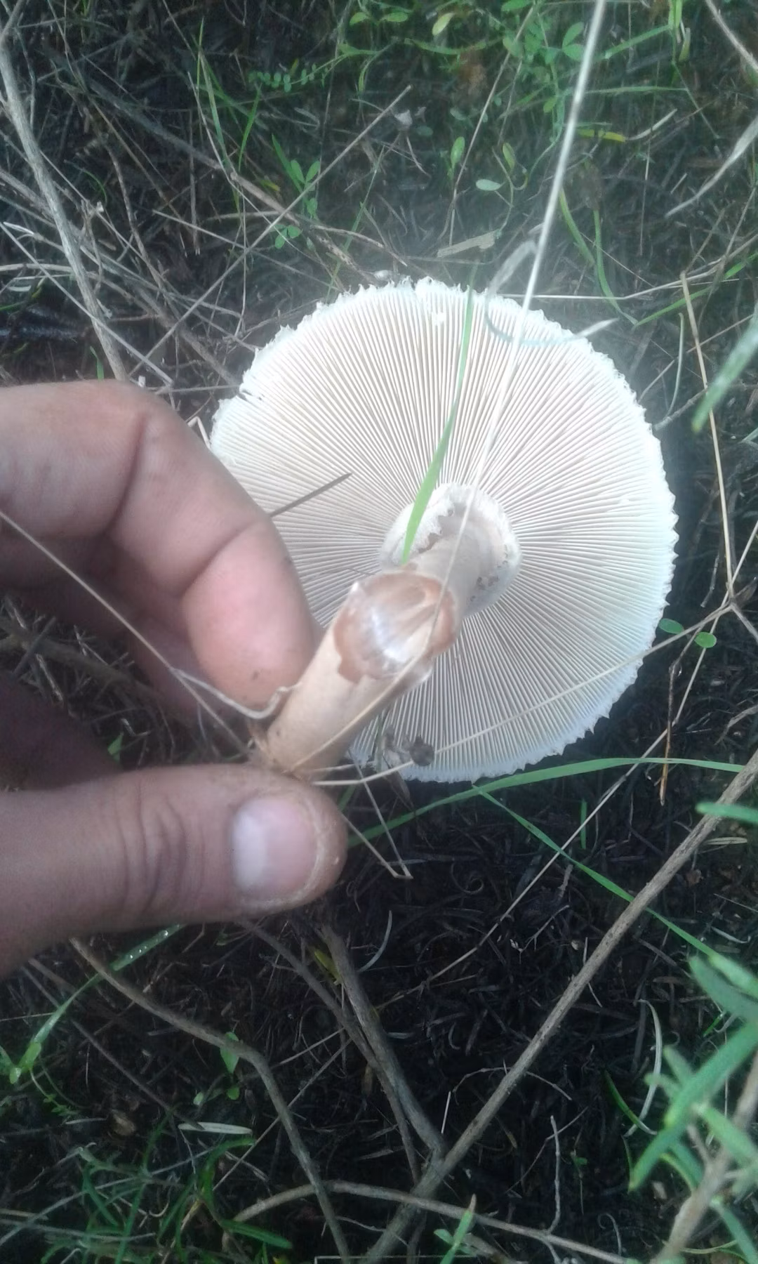 Adjunto