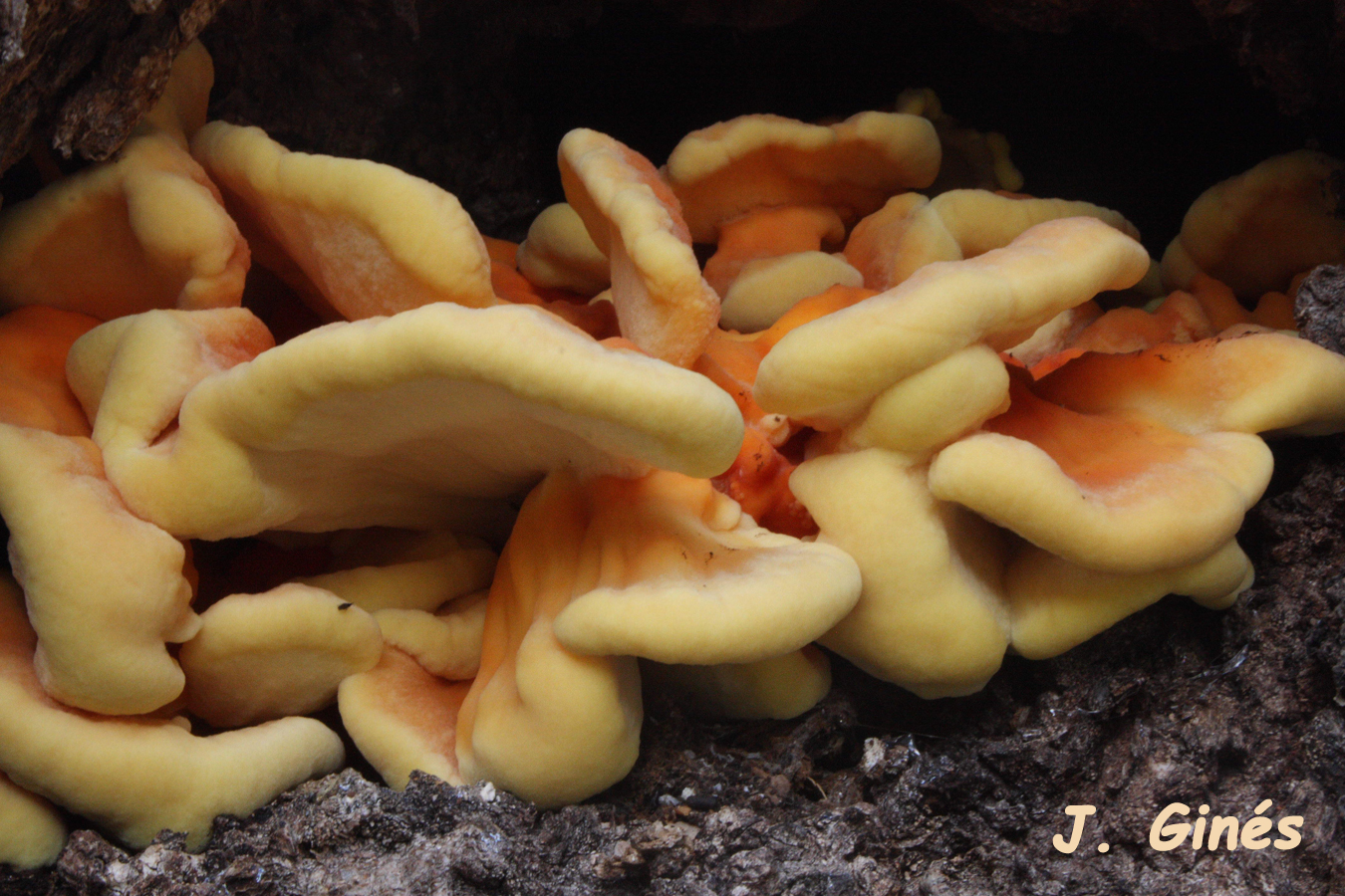 Laetiporus_sulphureus_88_foro.jpg