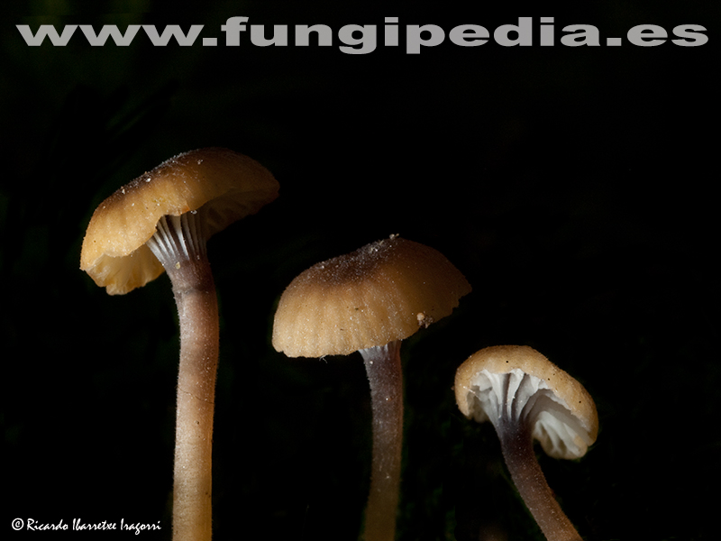 rickenella_setipes1_fungi.jpg