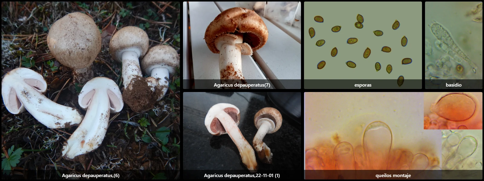 Agaricus depauperatus