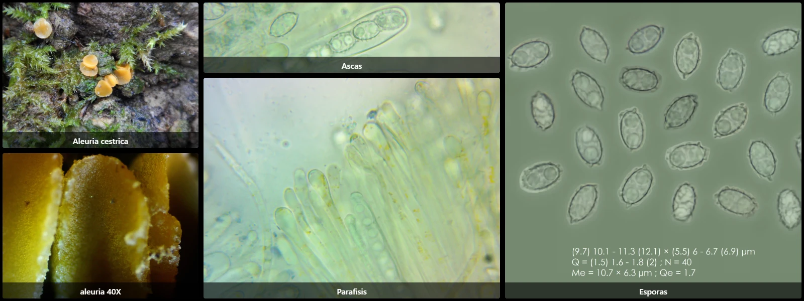Aleuria cestrica