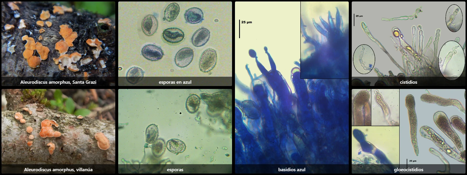 Aleurodiscus amorphus