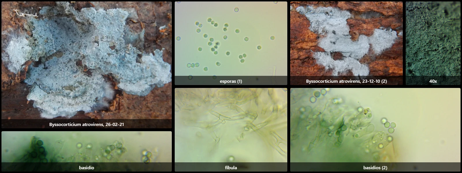 Microscopía de Byssocorticium atrovirens