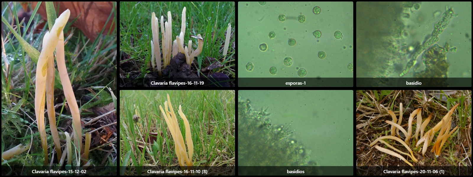 Clavaria flavipes