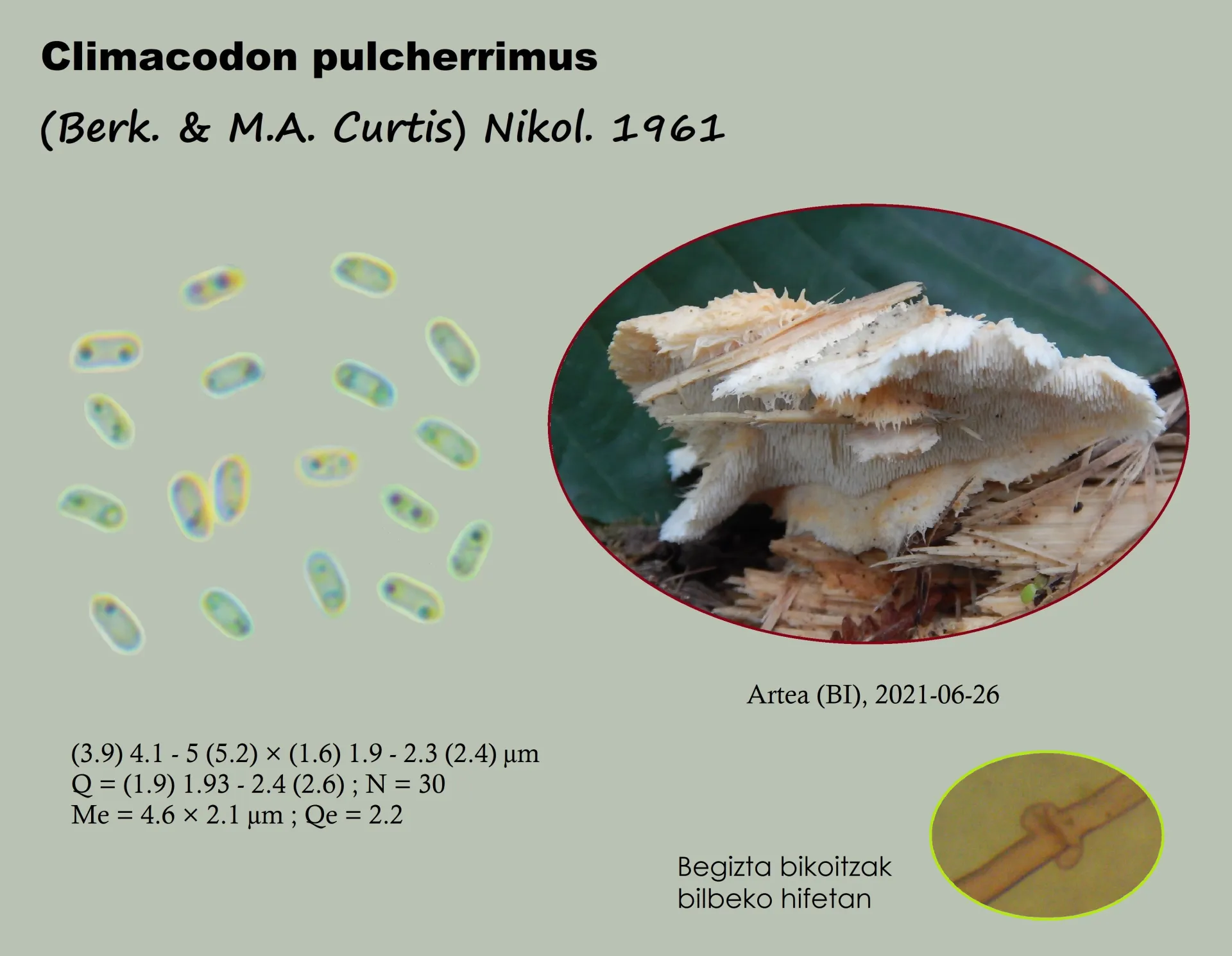 Microscopía de Climacodon pulcherrimus - climacodon