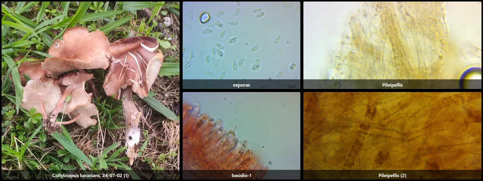 Collybiopsis luxurians