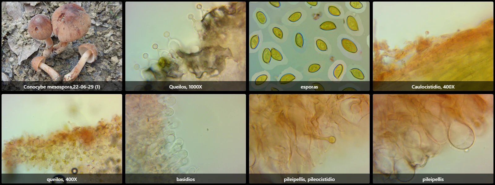 Conocybe mesospora