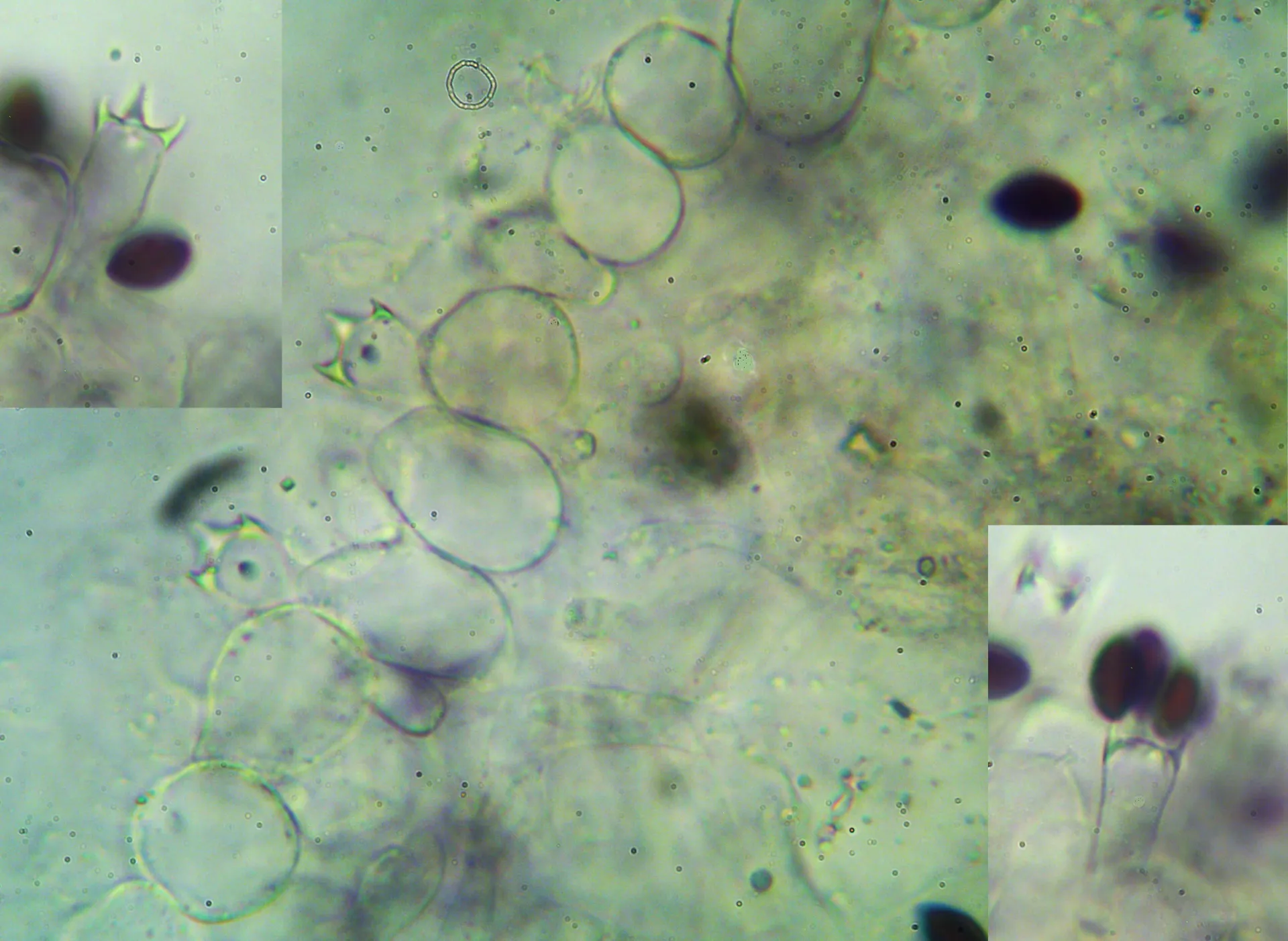 Microscopía de Coprinopsis semitalis - basidios(1)