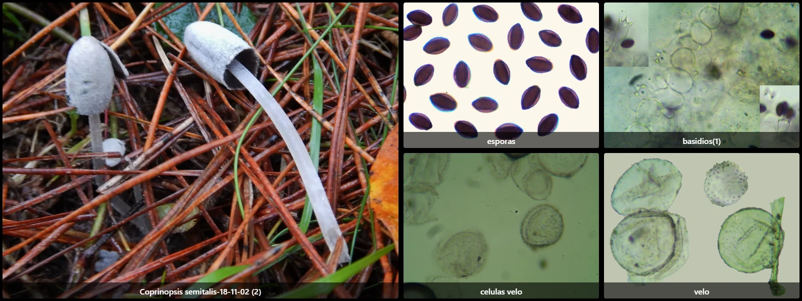 Microscopía de Coprinopsis semitalis