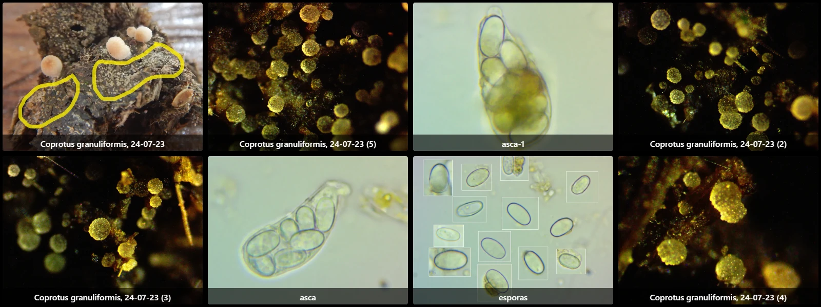 Coprotus granuliformis