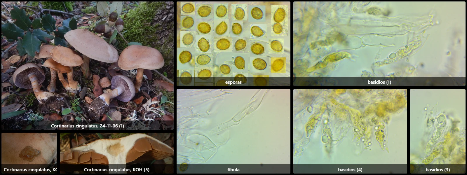 Microscopía de Cortinarius cingulatus