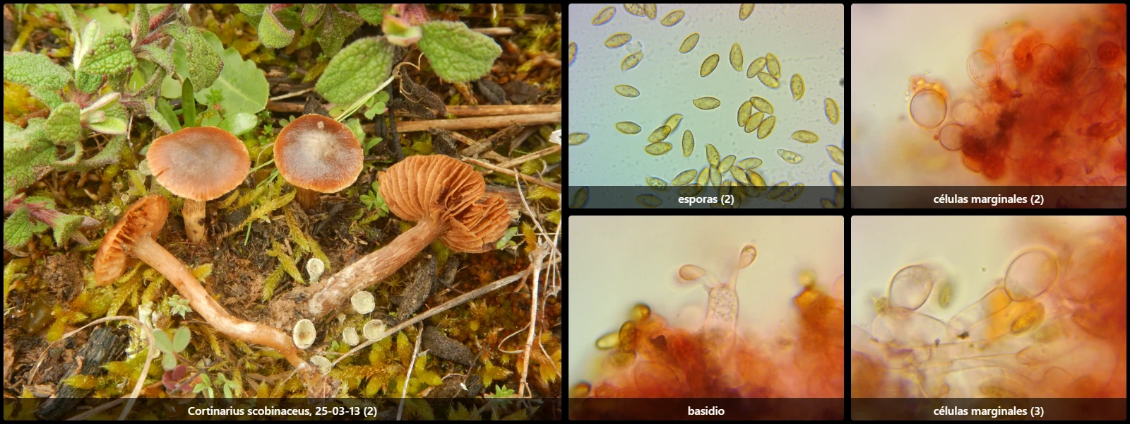 Microscopía de Cortinarius scobinaceus