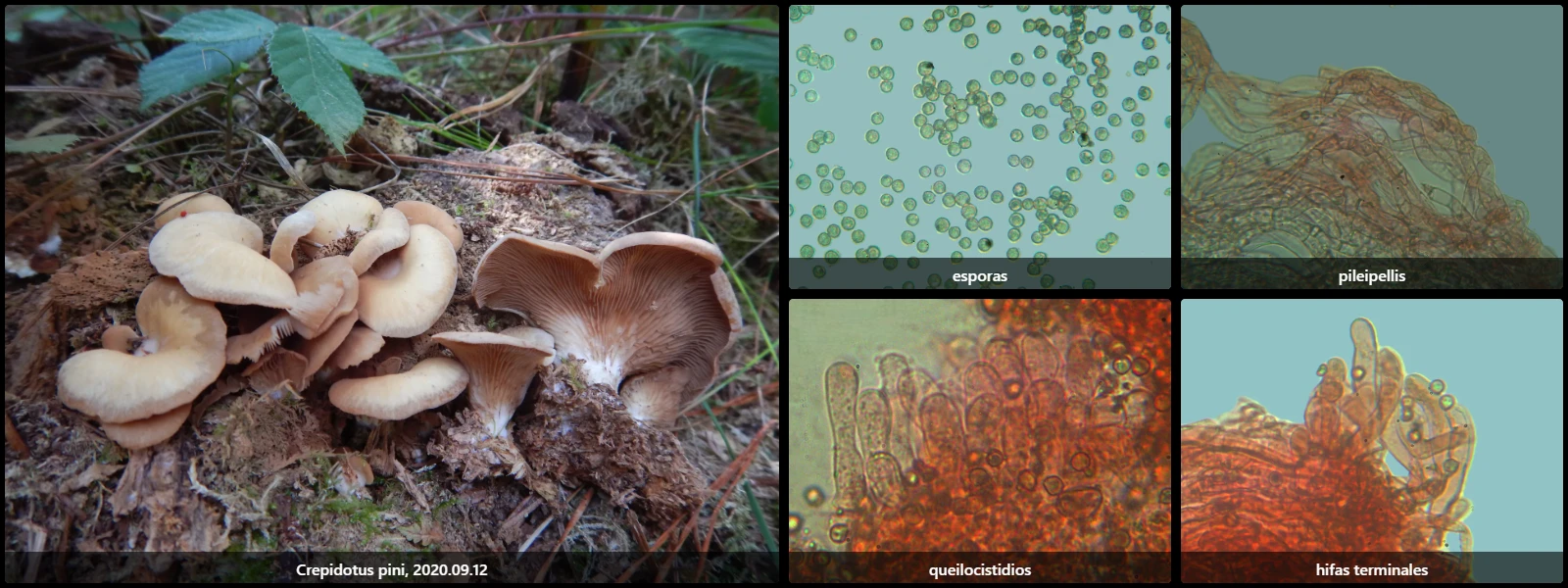 Crepidotus pini