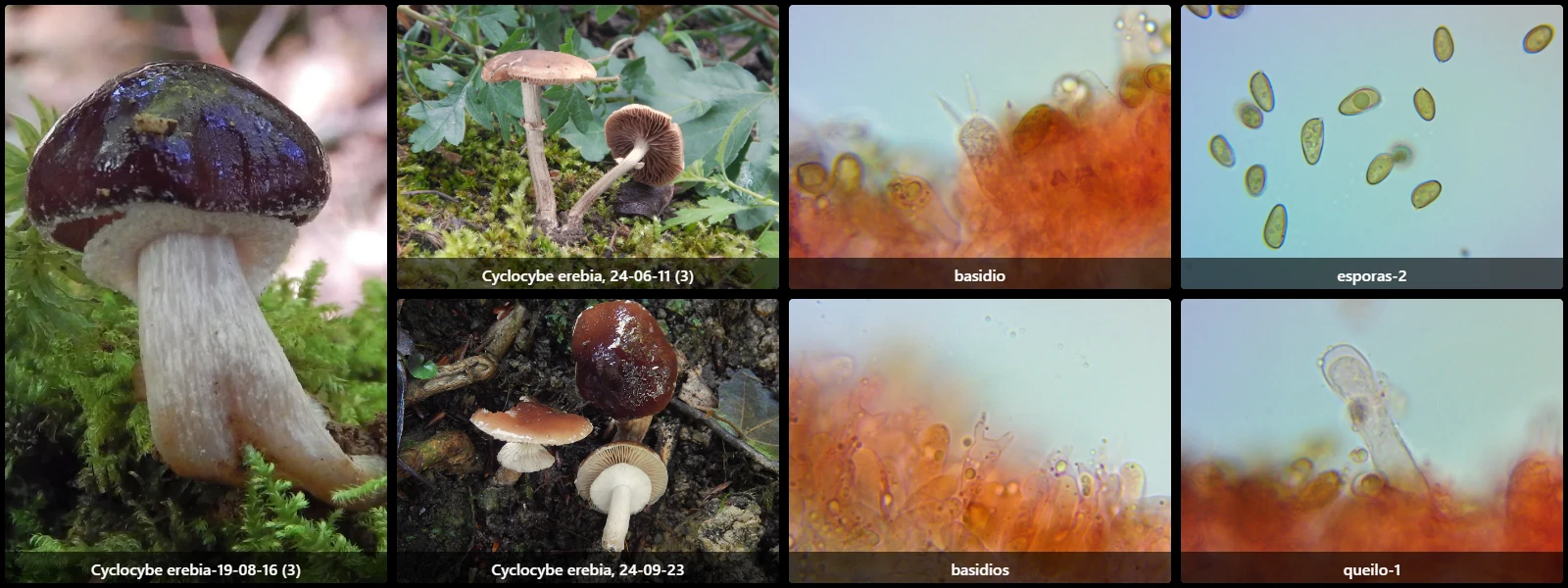Cyclocybe erebia