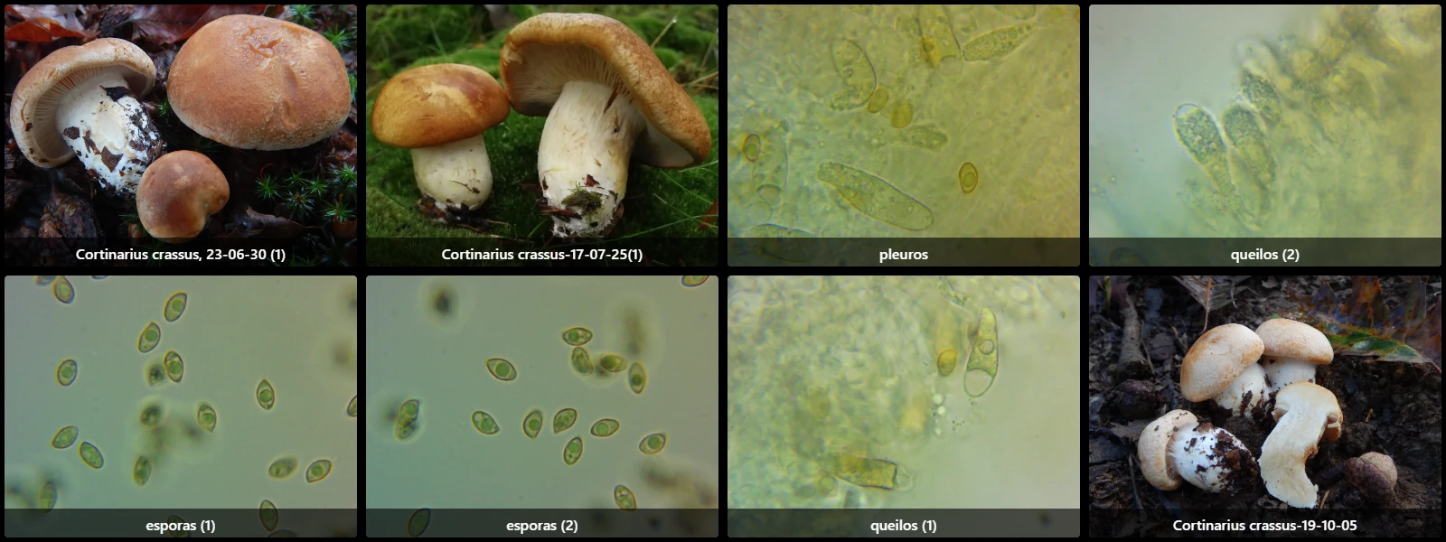 Microscopía de Cystinarius crassus