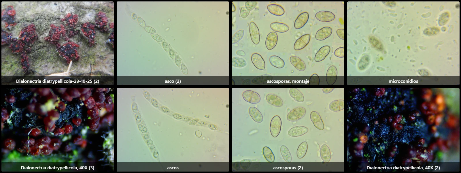Dialonectria diatrypellicola